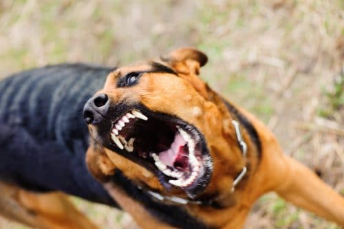 Are You at Risk of Catching Rabies from a Dog Bite? Get the Facts 