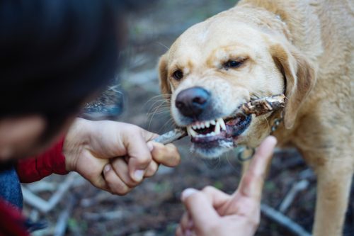 Bad News for Everyone: Get the Facts About Dog Bites in California