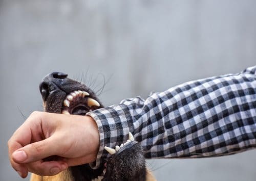 Does Your Dog Bite Injury Justify Legal Action in California?