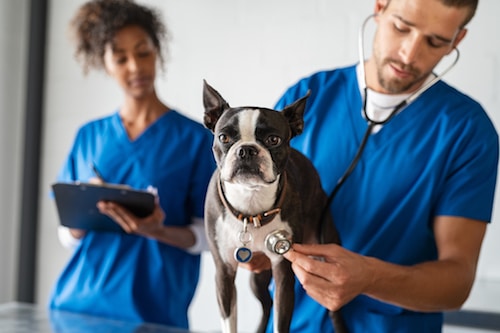 Does the Veterinarian’s Assumption of the Risk Apply to Your California Dog Bite Case?