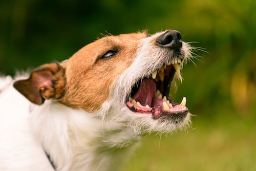 Learn About the Various Damages You Can Recover if You Are the Victim of a Dog Bite in California