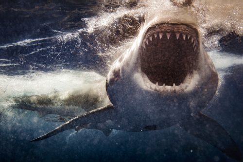 Most People Will Be Involved in a Car Accident in Their Lives Yet More People Are Scared of Sharks than Car Accidents 