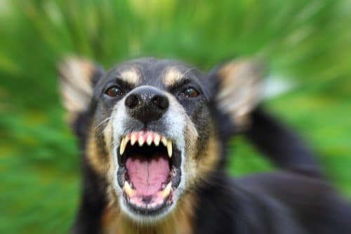 Understanding Liability and Recovery in California Dog Bite Accidents