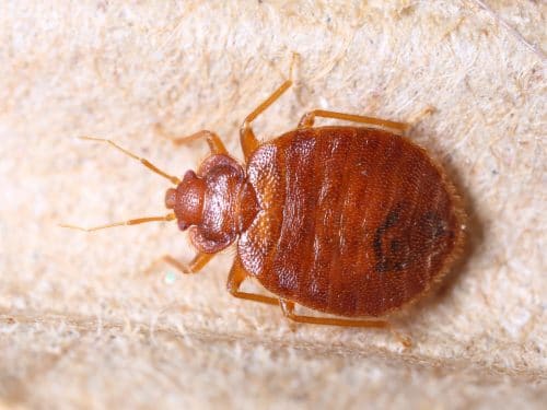 Do You Have Bedbugs? You May Deserve Compensation