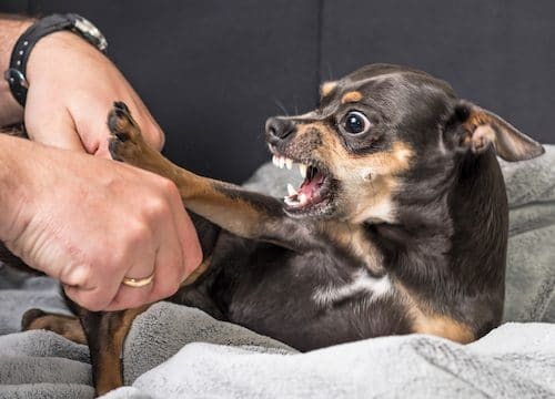 Infections are an Often Overlooked Consequence of Dog Bites