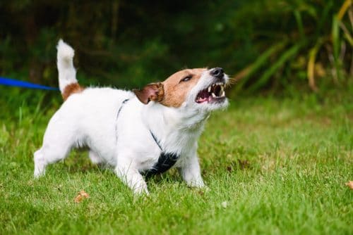 Does Every Dog Bite Injury Require the Help of a Dog Bite Attorney? 